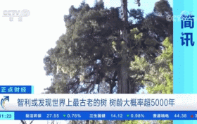 世界上最古老的樹(shù)？樹(shù)齡或超5000年！長(zhǎng)這樣→縮略圖
