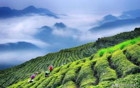 綜合產(chǎn)值超300億元！漢中成為西北地區(qū)最大的茶產(chǎn)業(yè)生產(chǎn)基地縮略圖