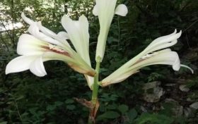 陜西秦嶺首次發(fā)現(xiàn)國(guó)家二級(jí)重點(diǎn)保護(hù)野生植物蕎麥葉大百合！縮略圖
