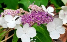 漢中佛坪首次發(fā)現(xiàn)秦嶺山中最神秘的花！縮略圖