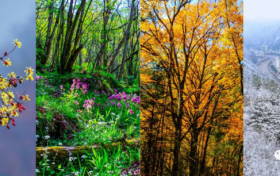 四季更迭，帶你領略佛坪季節(jié)之美！縮略圖