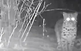 罕見！國(guó)家一級(jí)保護(hù)動(dòng)物金貓現(xiàn)身勉縣秦嶺林區(qū)縮略圖