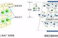 應(yīng)對(duì)新冠要囤蒙脫石散？專家：備一兩盒正常，但未必是止瀉首選縮略圖