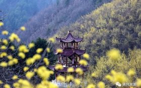 茱萸花——大自然贈予佛坪春天最好的禮物~縮略圖