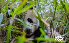 “玩倒立”“躲貓貓” 秦嶺野生大熊貓憨態(tài)可掬縮略圖