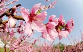 桃花依舊笑春風(fēng)，漢臺(tái)區(qū)這個(gè)地方千余畝桃林正在怒放縮略圖