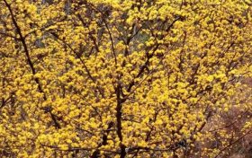 萬畝山茱萸花開 美景如畫醉游人縮略圖