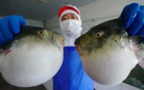 ?注意！近期有人因它中毒，0.5毫克可致死縮略圖