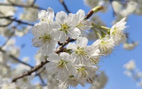 西鄉(xiāng)櫻花開了，快來賞花吧縮略圖