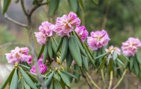 賞高山杜鵑 品“漢源八香”縮略圖