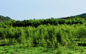 開辟新路徑！城固陳家灣村這個基地有亮點→縮略圖