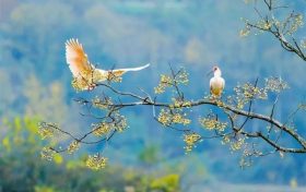 572種！陜西鳥類40余年新增200多種縮略圖