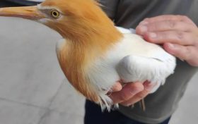 國(guó)家二級(jí)保護(hù)動(dòng)物在漢臺(tái)獲救縮略圖