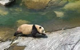 漢中野生大熊貓走紅！泳姿萌翻全國網(wǎng)友！縮略圖
