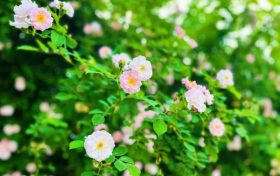 春色滿園！漢中這里的薔薇花開啦，顏值滿分快去打卡~縮略圖
