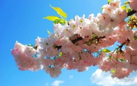 藏不住了！漢臺鮮為人知的踏青賞春好去處→縮略圖