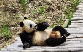 看佛坪大熊貓有多萌！縮略圖