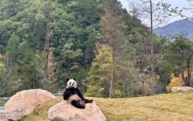 可愛暴擊！秦嶺大熊貓賣萌撒歡現(xiàn)場→縮略圖
