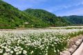 花都開(kāi)好了，來(lái)佛坪邂逅白色浪漫！縮略圖