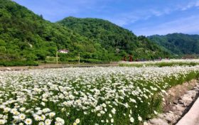 花都開好了，來佛坪邂逅白色浪漫！縮略圖
