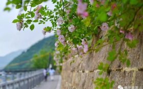 薔薇花怒放！快來打卡佛坪這些“網(wǎng)紅花墻”！縮略圖