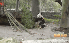 央視報(bào)道：與“熊貓?jiān)菏俊币黄痖_啟佛坪尋貓之旅！縮略圖