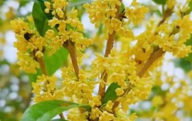 期待值拉滿！接下來幾個(gè)月，這些秋日美好即將上線 →縮略圖