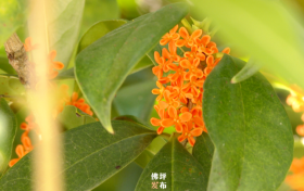 真香！“桂花味”的漢中正在回歸！縮略圖