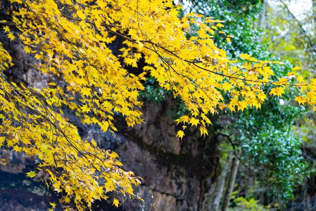 10月1日，漢中黎坪景區(qū)秋高氣爽、景色秀美，還不擁擠，趕緊出發(fā)嘍！