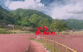 佛坪又一輪花海來襲，仙氣十足！縮略圖