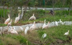 國(guó)家一級(jí)保護(hù)鳥(niǎo)類(lèi)彩鹮，又回漢中省親！縮略圖