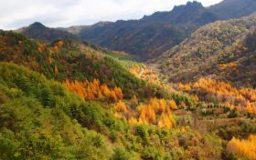 覽棧道美景，賞金秋紅葉！紫柏山絕美紅葉秘境等你來縮略圖