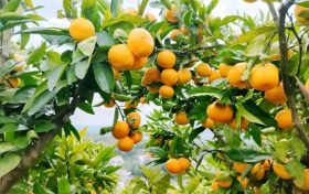 漢中城固，中國桔海桔子紅縮略圖