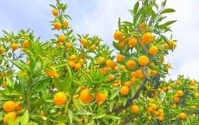 秋意濃，桔子紅，城固桔園迎來采摘季縮略圖