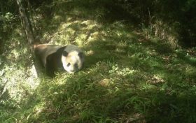 佛坪國家級自然保護(hù)區(qū)里，這些“精靈”們頻繁亮相！縮略圖