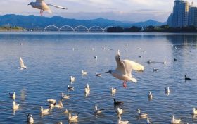 “冬日精靈”入城，漢臺“鷗”氣滿滿！縮略圖