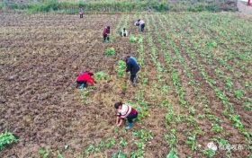 秋種秋管正當(dāng)時 繪就鄉(xiāng)村好“豐”景縮略圖