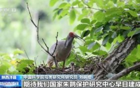 從7只到種群破萬 42年保護(hù)讓朱鹮“孤羽重生”縮略圖