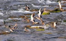 多種候鳥來佛坪越冬！開啟觀鳥體驗(yàn)→縮略圖