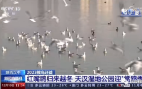 央視聚焦的“冬日精靈”，你“鷗”遇了嗎縮略圖