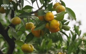 3分鐘！城固登上央視大型紀(jì)錄片縮略圖