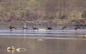 全國(guó)僅存2000只！“鳥(niǎo)中大熊貓”飛抵洋縣縮略圖