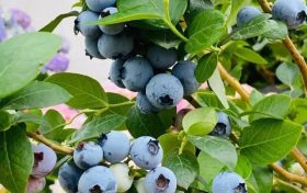 陜西鄉(xiāng)黨：“我的家鄉(xiāng)特產(chǎn)是特地瞞著我產(chǎn)的嗎？”縮略圖