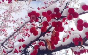 宛若仙境！漢臺(tái)景區(qū)絕美雪景上線縮略圖