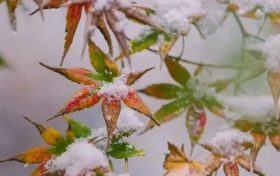 離婚后彩禮要還嗎？哪些不屬于彩禮？最新明確！縮略圖