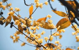 真香預(yù)警，臘梅花開(kāi)！縮略圖