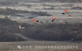 罕見！白鸛、黑鸛、白琵鷺、朱鹮在漢中“同框”縮略圖