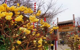 花開又一年，結(jié)香沁滿園縮略圖