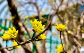 花事可期！佛坪萬畝茱萸花即將迎來絢爛時刻！縮略圖