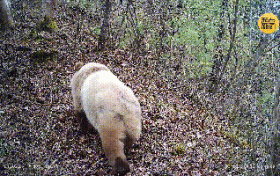 首次揭示！秦嶺大熊貓七仔毛發(fā)為什么是棕色的？縮略圖